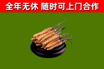 广水市回收冬虫夏草
