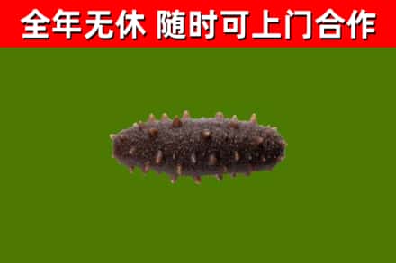 广水市回收海参干
